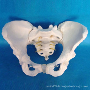 Demonstration Menschliches weibliches Becken Medizinisches Skeleton Modell (R020804)